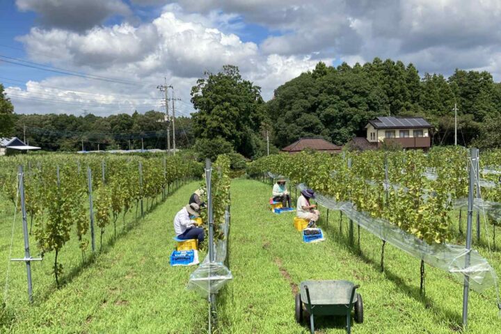 麦と葡萄牛久醸造場